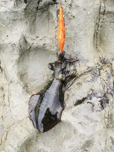 サイズアップならず…