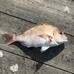 イカダのダンゴ釣り