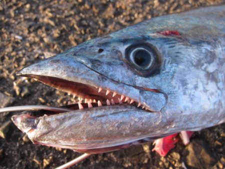 久しぶりの釣果