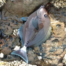 フカセが一番・・面白いです・・