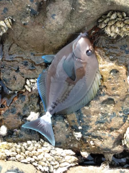 フカセが一番・・面白いです・・