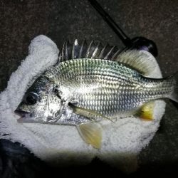 南港へち釣行 （11/1 11月入り南港ヘチ釣り キビレチヌ40cm、真チヌ 釣果有り）