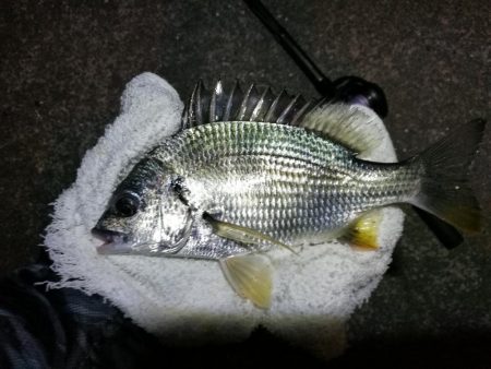 南港へち釣行 （11/1 11月入り南港ヘチ釣り キビレチヌ40cm、真チヌ 釣果有り）