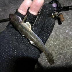 南港へち釣行 （11/2 まーまー好釣果の南港ヘチ釣り キビレチヌ38cm、真チヌ 他 釣果有り）