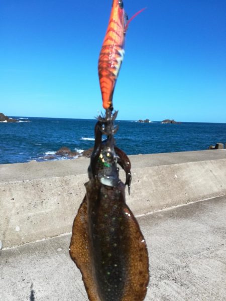 アオリイカ探して