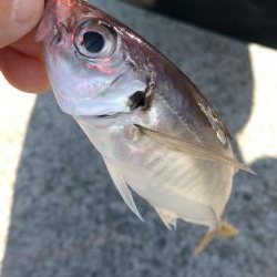 先週に引き続き