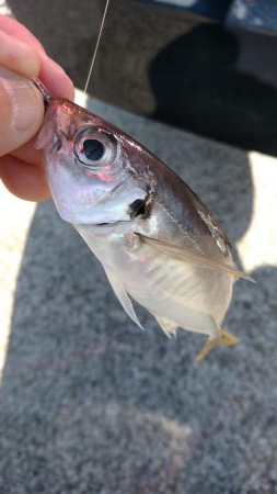 先週に引き続き