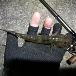 南港へち釣行 （11/3 良い感じに好釣果の南港ヘチ釣り 真チヌ46cm、キビレ、シーバス 他 釣果有り）