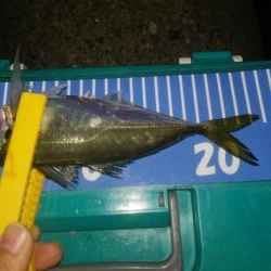 ワインドとアジング