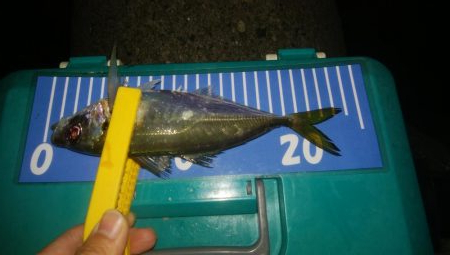 ワインドとアジング