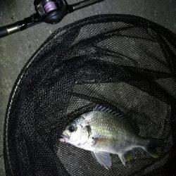 南港へち釣行 (11/4 南港ヘチ釣り キビレチヌ37cm,35cm、シーバス 他 釣果有り)