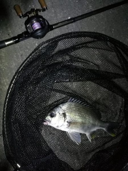 南港へち釣行 (11/4 南港ヘチ釣り キビレチヌ37cm,35cm、シーバス 他 釣果有り)