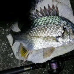 南港へち釣行 （11/5 南港ヘチ釣り キビレチヌ41cm、ハゼ 釣果有り）