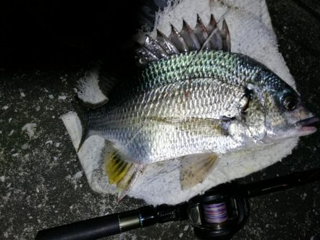 南港へち釣行 （11/5 南港ヘチ釣り キ…