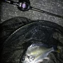 南港へち釣行 （11/6 南港ヘチ釣り キビレチヌ45cm、真チヌ、ハゼ 釣果有り）