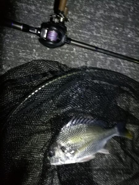 南港へち釣行 （11/6 南港ヘチ釣り キビレチヌ45cm、真チヌ、ハゼ 釣果有り）