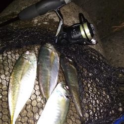 中あじ好調!尺アジ釣れず…