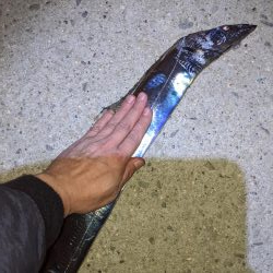 かもめ大橋夕まずめ