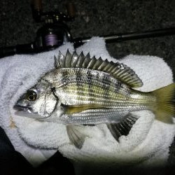 南港へち釣行 （11/10 南港ヘチ釣り 真チヌ 35cm、ガシラ、キビレ他 釣果有り）