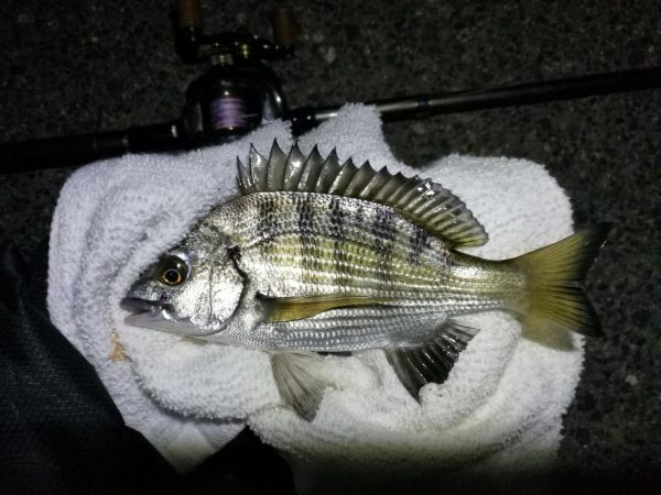 南港へち釣行 （11/10 南港ヘチ釣り 真チヌ 35cm、ガシラ、キビレ他 釣果有り）