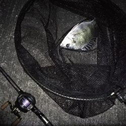 南港へち釣行 （11/11 南港ヘチ釣り 真チヌ 44.5cm、キビレ 釣果有り）