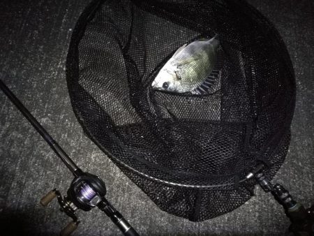 南港へち釣行 （11/11 南港ヘチ釣り 真チヌ 44.5cm、キビレ 釣果有り）