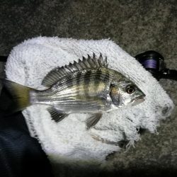 南港へち釣行 （11/12 南港ヘチ釣り キビレチヌ 43.5cm、真チヌ、ハゼ 釣果有り）