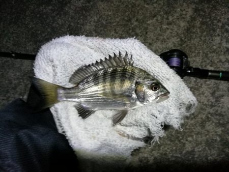 南港へち釣行 （11/12 南港ヘチ釣り キビレチヌ 43.5cm、真チヌ、ハゼ 釣果有り）