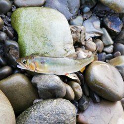 落鮎シーズンのシーバス求めて