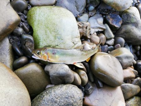 落鮎シーズンのシーバス求めて