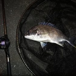 南港へち釣行 （11/13 南港ヘチ釣り キビレチヌ 42cm、真チヌ、ガシラ 釣果有り）