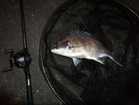 南港へち釣行 （11/13 南港ヘチ釣り キビレチヌ 42cm、真チヌ、ガシラ 釣果有り）