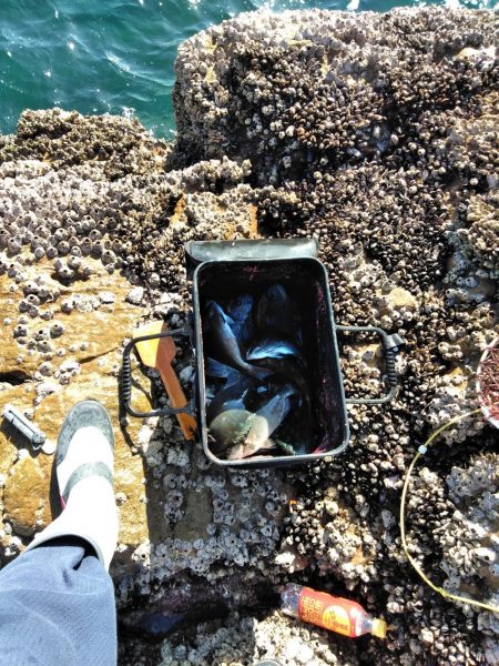 フカセが一番・・面白いです・・