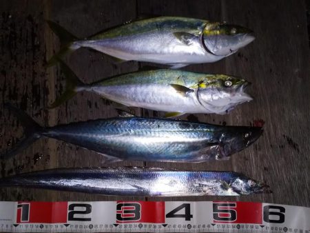 ライトショアジギング