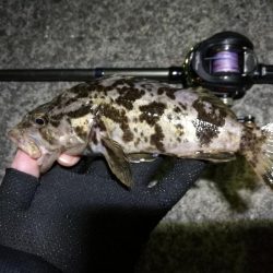 南港へち釣行 （11/15 南港ヘチ釣り キビレチヌ 44cm、タケノコメバル19cm 他 釣果有り）