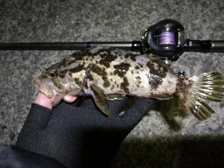 南港へち釣行 （11/15 南港ヘチ釣り …