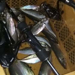 　中あじフィーバー