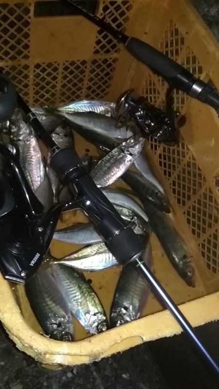 　中あじフィーバー