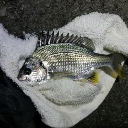 南港へち釣行 (11/16 南港ヘチ釣り キビレチヌ 45cm、真チヌ、ハゼ 釣果有り)