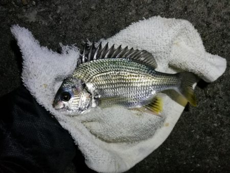 南港へち釣行 (11/16 南港ヘチ釣り キビレチヌ 45cm、真チヌ、ハゼ 釣果有り)