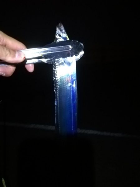 久しぶりにタチウオ探して