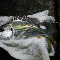 南港へち釣行 （11/17 南港ヘチ釣り 真チヌ 35cm、キビレチヌ、ハゼ 釣果有り）