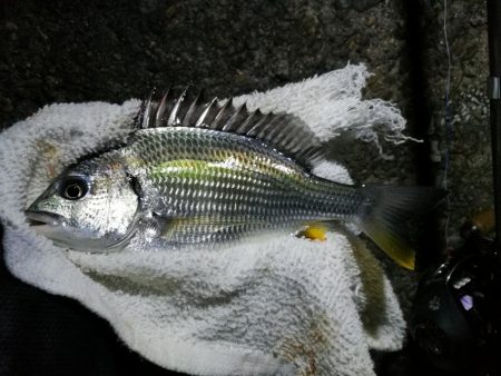 南港へち釣行 （11/17 南港ヘチ釣り 真チヌ 35cm、キビレチヌ、ハゼ 釣果有り）