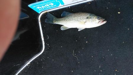 スピニングタックル