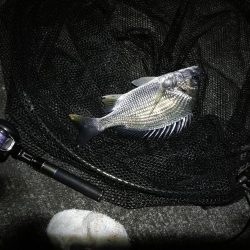 南港へち釣行 (11/18 南港ヘチ釣り キビレチヌ 33cm、真チヌ、ハゼ 釣果有り)