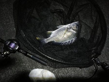 南港へち釣行 (11/18 南港ヘチ釣り キビレチヌ 33cm、真チヌ、ハゼ 釣果有り)