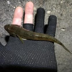 南港へち釣行 (11/20 木枯らし吹く南港ヘチ釣り キビレチヌ 32.5cm、ハゼ 釣果有り)