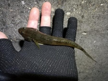 南港へち釣行 (11/20 木枯らし吹く南港ヘチ釣り キビレチヌ 32.5cm、ハゼ 釣果有り)