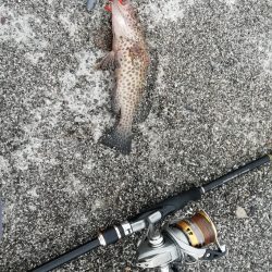 ライトショアジギング