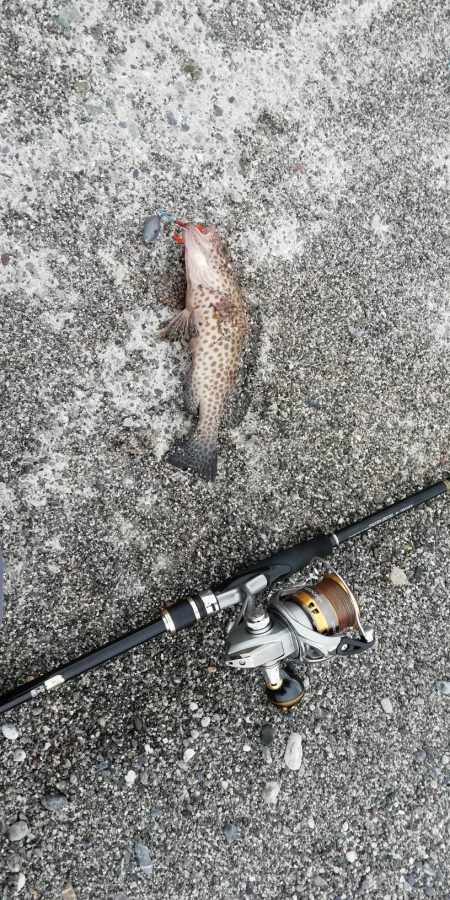 ライトショアジギング